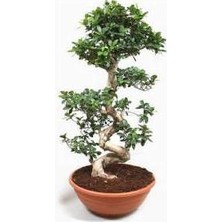 Ms Bonsai Microcarpa S Gövde Etli Yaprak 100-120Cm Ev Ofis Salon Bitkisi