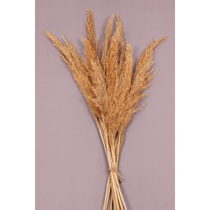 Kuru Çiçek Pampas 10 Adet 100 cm Boy - Naturel