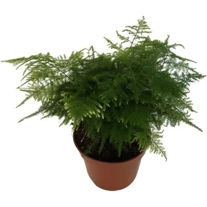 Asparagus Tül Kuşkonmaz Çiçeği