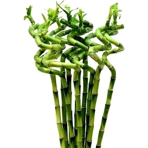 Armenbotanik 6'lı Dal Bambu Şans Bambusu Sprial Bamboo 90 cm