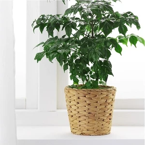 IKEA Frıdfull Hasır Örgü Saksı 12 cm