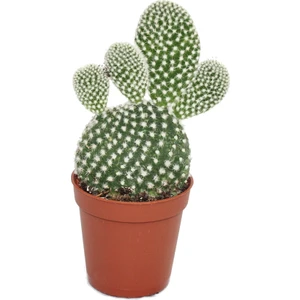 Opuntia Microdasys Albata Premium Kaktüs