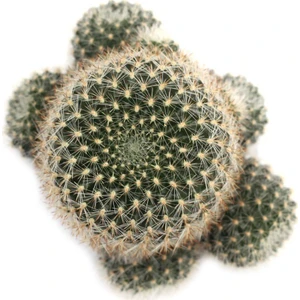 Rebutia Narvaecense Top Kaktüs