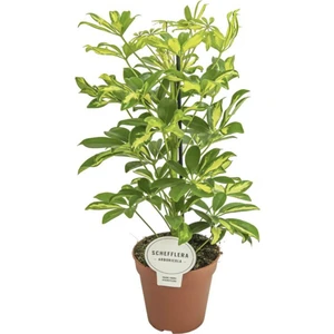 Çiçekçilik Şeflera Bitkisi 60-80 cm Schefflera Bitkisi 5 Parmak Bitkisi Ev Bitkisi Ofis Bitkisi Salon Bitkisi