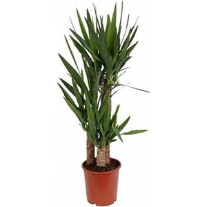 Çiçekçilik Yucca Bitkisi 3 Kök Yuka Bitkisi Avize Çiçeği 130 140 cm Ev Bitkisi Ofis Bitkisi Salon Bitkisi