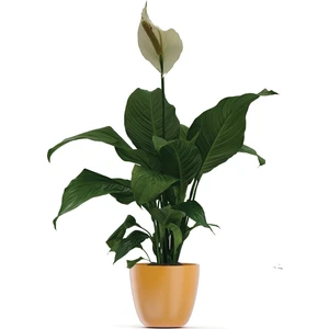 Bitki Fidanım Barış Yelken Çiçeği Spathiphyllum Salon ve Iç Mekan Bitkisi
