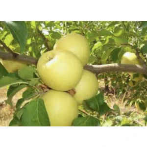 Golden Sarı Elma Meyve Fidanı
