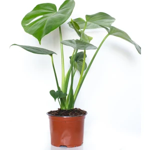 Deve Tabanı Monstera Bitkisi 40-50 Cm Ev Bitkisi Ofis Bitkisi Salon Bitkisi