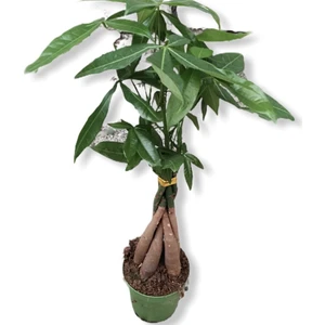 Para Ağacı Pachira Bitkisi 40-60 Cm Ev Bitkisi Ofis Bitkisi Para Ağacı Pachira Bitkisi Ev Bitkisi