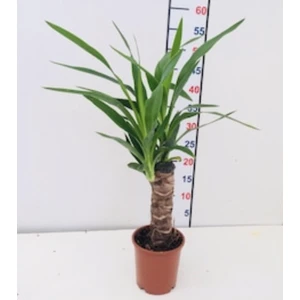 Yucca Çiçeği Tek Gövde 40 50 Cm Boy Ev Bitkisi Ofis Bitkisi