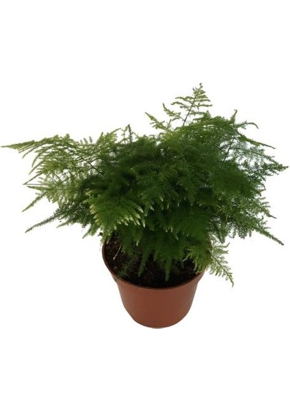 Asparagus Tül Kuşkonmaz Çiçeği