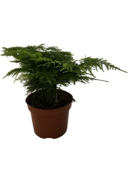 Asparagus Tül Kuşkonmaz Çiçeği