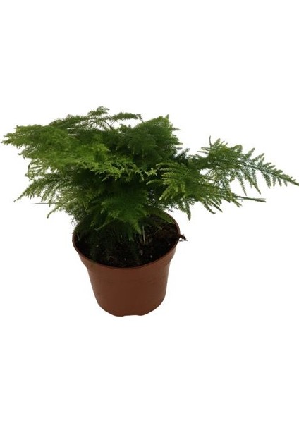 Asparagus Tül Kuşkonmaz Çiçeği