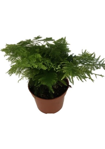 Asparagus Tül Kuşkonmaz Çiçeği