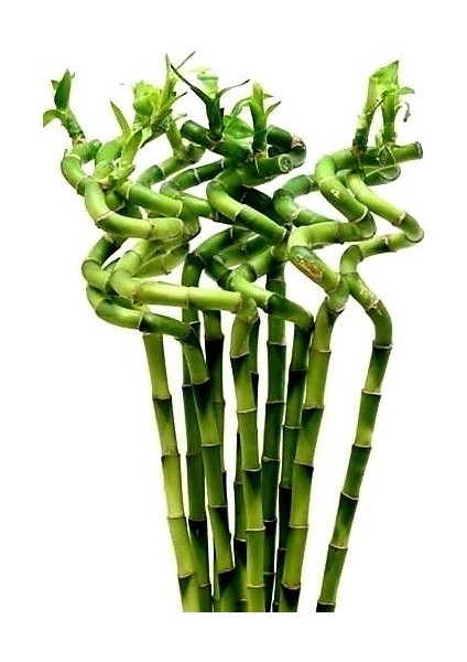 6'lı Dal Bambu Şans Bambusu Sprial Bamboo 90 cm
