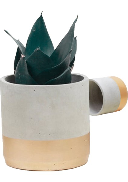 Sukulent Kaktüs Beton Saksı