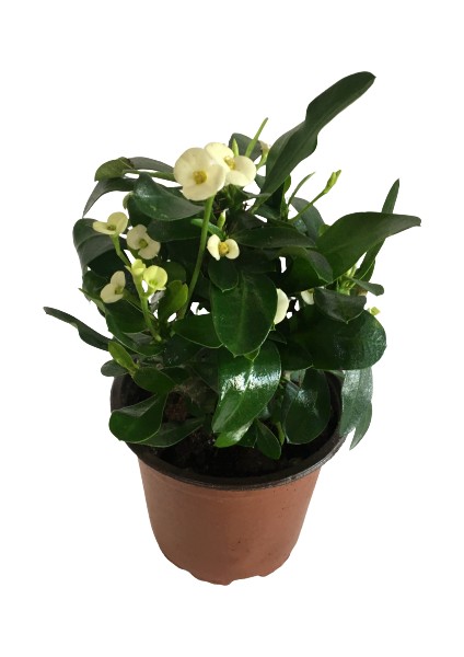 Dikenler Tacı Euphorbia Milli Beyaz