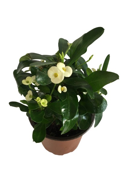 Dikenler Tacı Euphorbia Milli Beyaz fiyatları