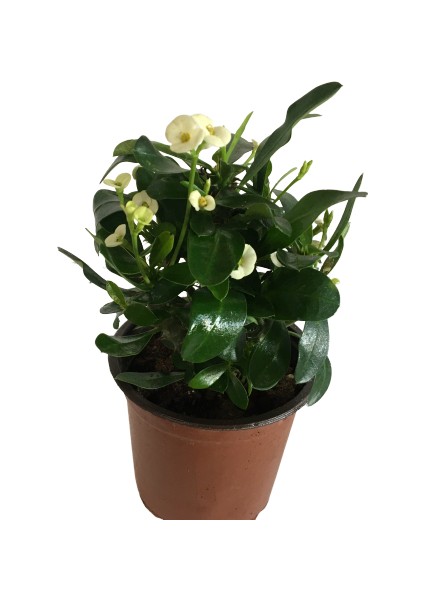 Dikenler Tacı Euphorbia Milli Beyaz modelleri