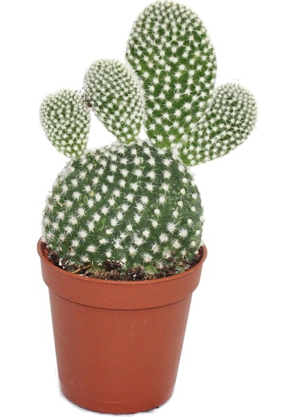 Opuntia Microdasys Albata Premium Kaktüs