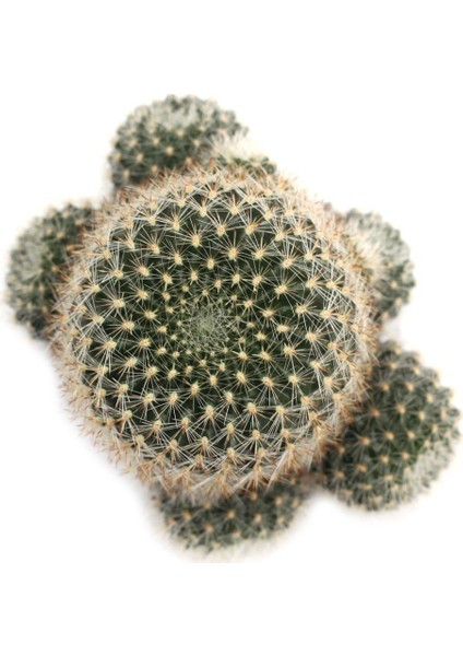 Rebutia Narvaecense Top Kaktüs