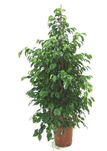 Benjamin Ficus Benjamina 120 cm Yerli Ev Bitkisi Ofis Bitkisi