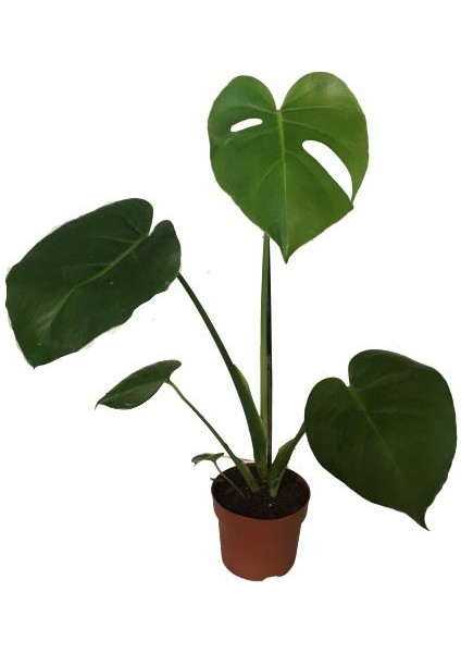 Armenbotanik Armenbotanik Monstera Deve Tabanı 45-50 Cm