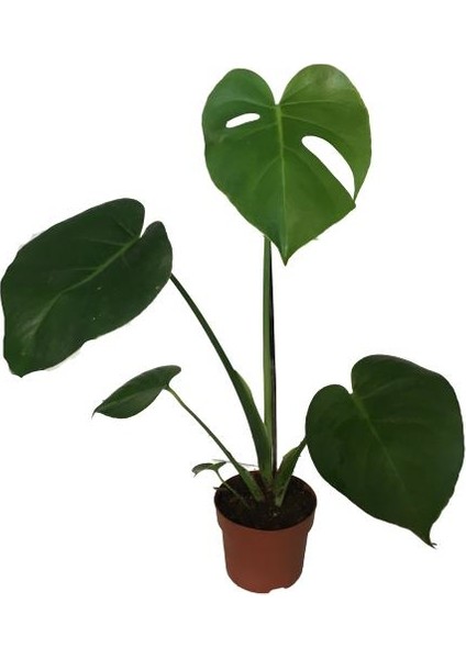 Armenbotanik Armenbotanik Monstera Deve Tabanı 45-50 Cm fiyatları