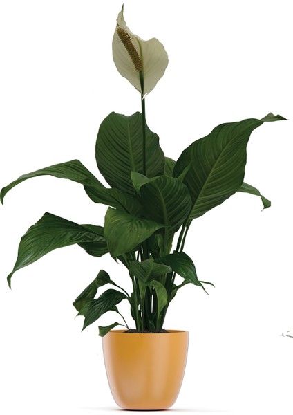 Barış Yelken Çiçeği Spathiphyllum Salon ve Iç Mekan Bitkisi