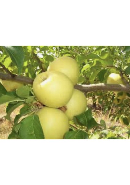 Golden Sarı Elma Meyve Fidanı