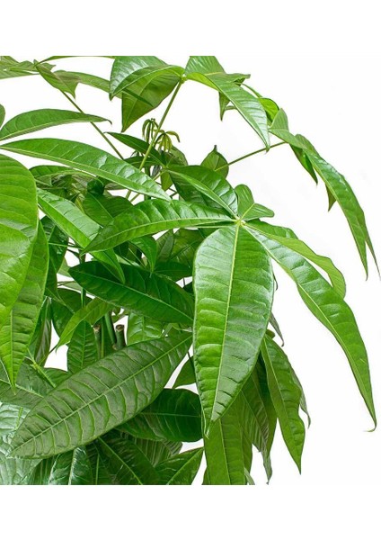 Para Ağacı Pachira Bitkisi 30-40 Cm Ev Bitkisi Ofis Bitkisi Para Ağacı Pachira Bitkisi Ev Bitki fiyatları