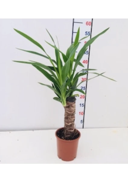 Yucca Çiçeği Tek Gövde 40 50 Cm Boy Ev Bitkisi Ofis Bitkisi