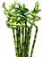 6'lı Dal Bambu Şans Bambusu Sprial Bamboo 90 cm 1