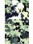 Complex Green Bandana 1