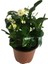 Dikenler Tacı Euphorbia Milli Beyaz 1