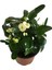 Dikenler Tacı Euphorbia Milli Beyaz 2