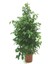 Benjamin Ficus Benjamina 120 cm Yerli Ev Bitkisi Ofis Bitkisi 2