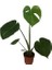Armenbotanik Armenbotanik Monstera Deve Tabanı 45-50 Cm 1