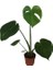 Armenbotanik Armenbotanik Monstera Deve Tabanı 45-50 Cm 2