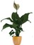 Barış Yelken Çiçeği Spathiphyllum Salon ve Iç Mekan Bitkisi 1