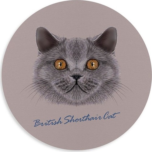 Kedi British