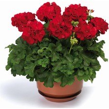 Karla Botanik Kırmızı Sakız Sardunya x 5 Ad