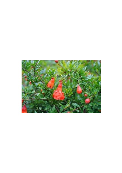 - Süs Narı Fidanı (1 Yaş / 15 Cm. Boyda / Tüplü)