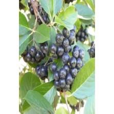 Dağlıoğlu Tarım Viking Siyah Aronia Chokeberry Fidanı 5ADET