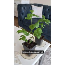 Dağlıoğlu Tarım 5 Adet 2yas Viking (Aronia) Meyve Fidanı