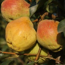 Fidan Sepetim 4 Yaş Aşılı Margaret Marilla Armut Fidanı *yarı Bodur*