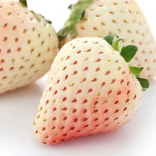 Dağlıoğlu Tarım Beyaz Çilek Fidesi Pineberry 2 Adet