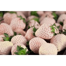 Dağlıoğlu Tarım Beyaz Çilek Fidesi Pineberry 2 Adet