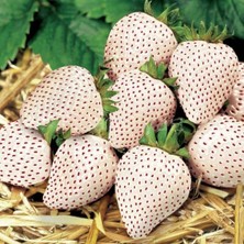 Dağlıoğlu Tarım Beyaz Çilek Fidesi Pineberry 2 Adet