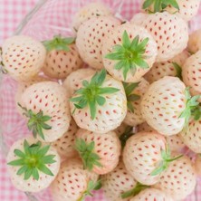 Dağlıoğlu Tarım Beyaz Çilek Fidesi Pineberry 2 Adet